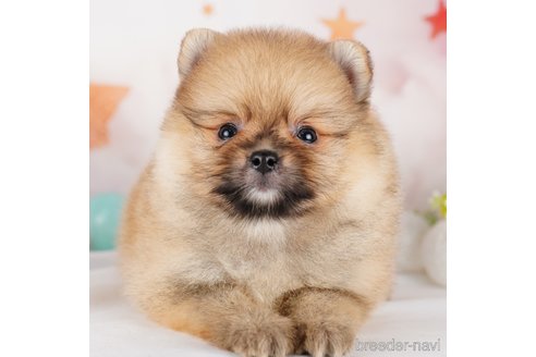 成約済の茨城県のポメラニアン-283348の4枚目